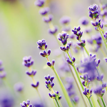 Lavender flower.jpg