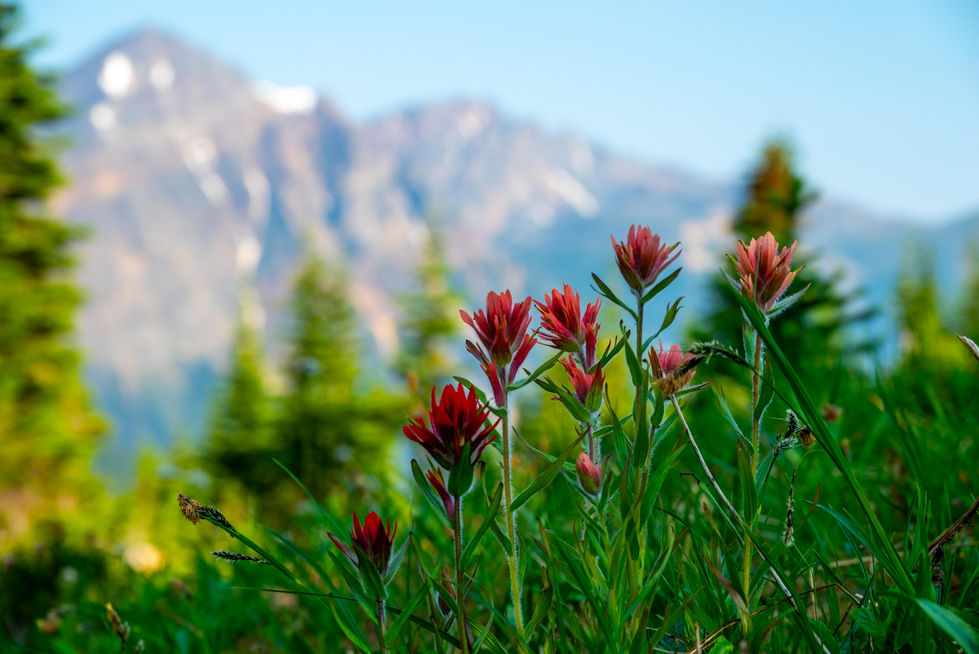Indian Paint Brush