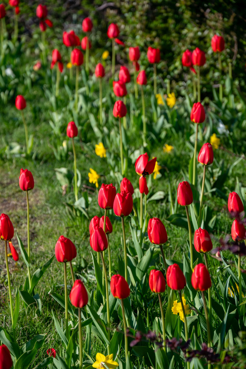 Tulips