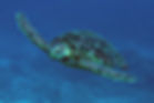 tortue2.jpg
