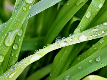 Blades of Grass