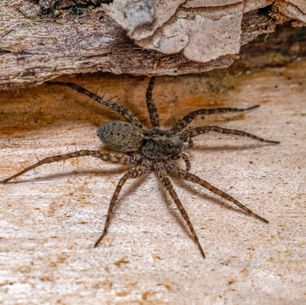 Spooky Season with Magna Pest Solutions: Tackling the Terrifying Tale of the Wolf Spider