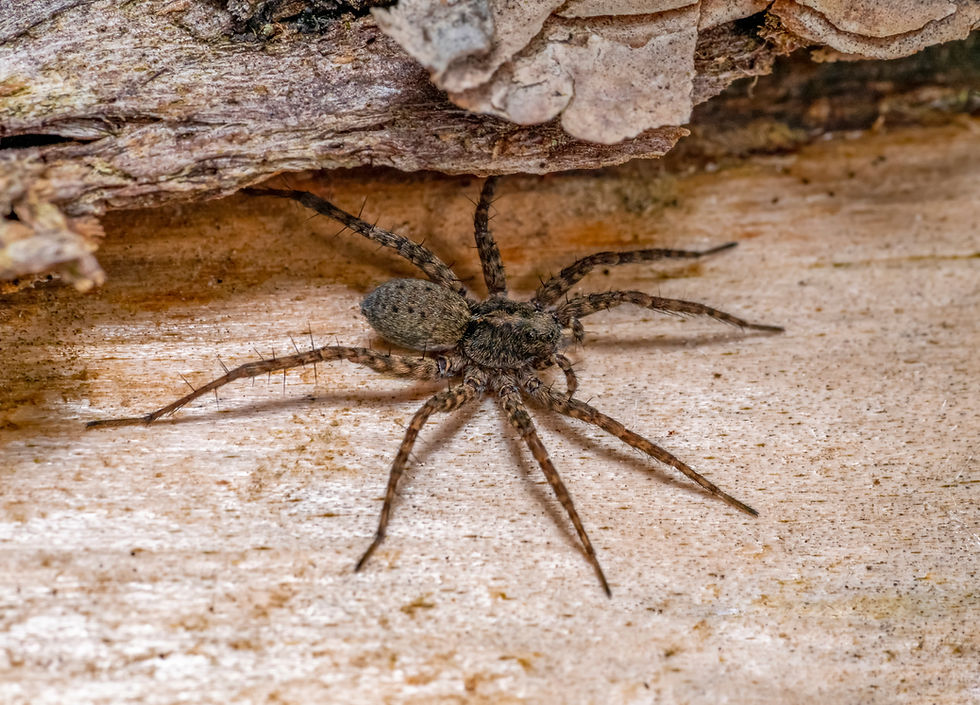 Spooky Season with Magna Pest Solutions: Tackling the Terrifying Tale of the Wolf Spider
