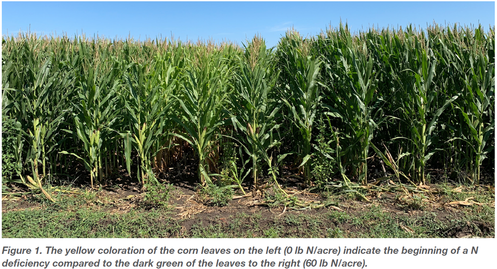 Corn Response to Nitrogen Rates