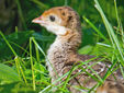 young-poult