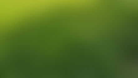 clover deer plot