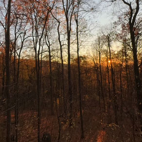 Food Plots That Pull Bucks All Season Long
