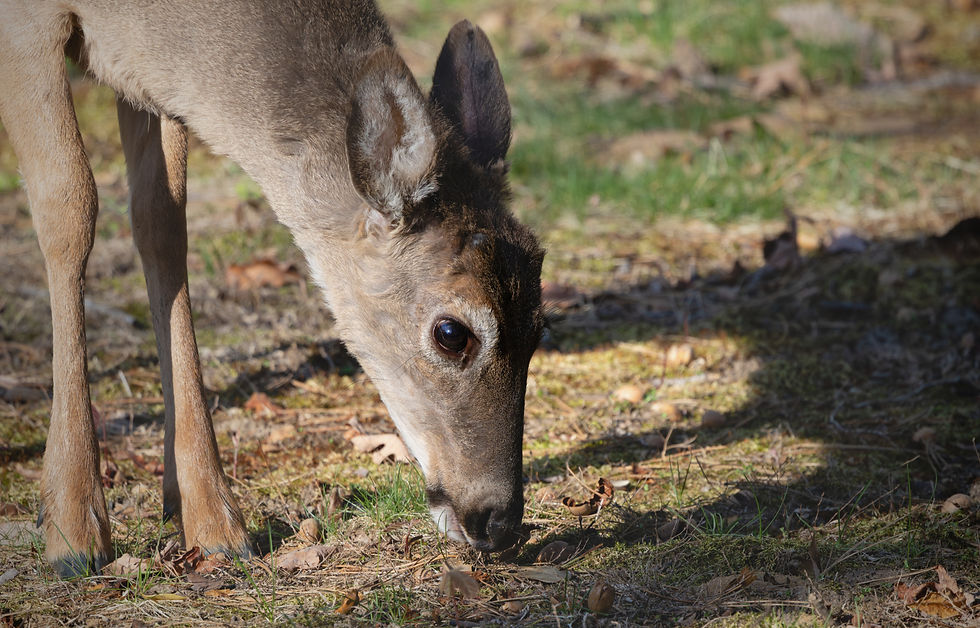 deer eating