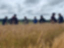 wheat field day 1.jpg