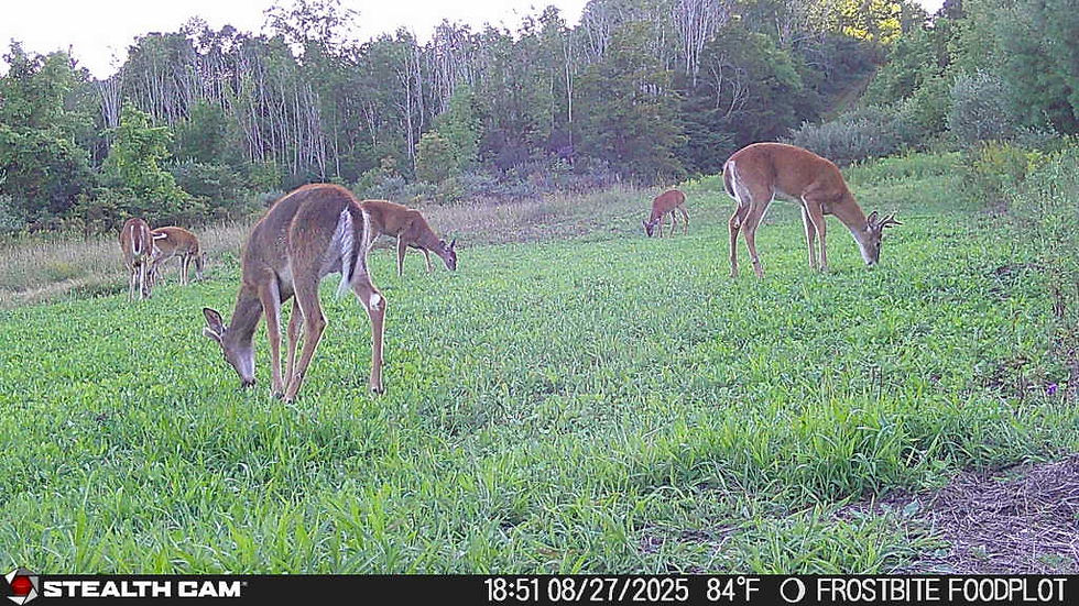 Why Trail Cams Are Your Best Friend for Food Plots