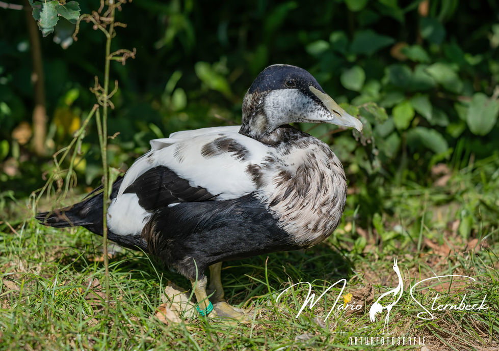 Eiderente  ♂