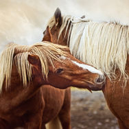 우인지 2. Affection.jpg