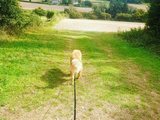 đžWhatâs Happening at Hillcote Pets for New Year 2026 đž