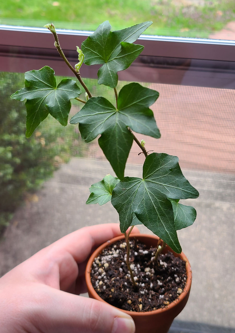 Girard the plant, with big green pointed leaves