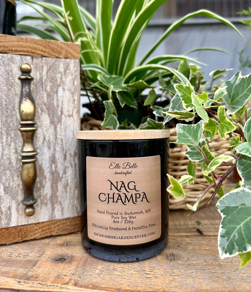 NAG CHAMPA