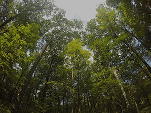 Sun through the Branches_edited.jpg