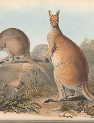 Animals from the antipodes.