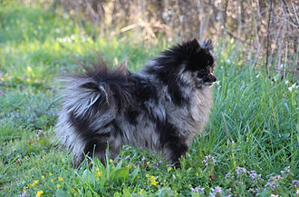 spitz nain