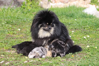 spitz nain