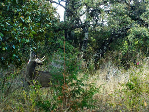 Cámaras trampa de Medio Ambiente captan vida silvestre en su hábitat natural, en ecosistemas de Puebla