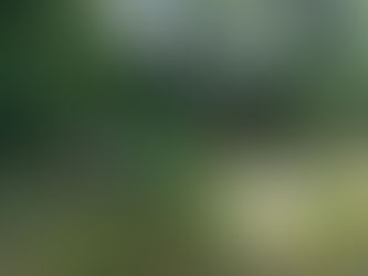 Cámaras trampa de Medio Ambiente captan vida silvestre en su hábitat natural, en ecosistemas de Puebla