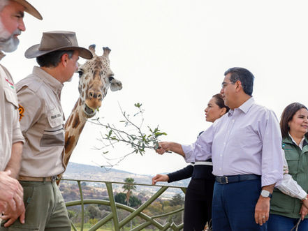 Puebla da bienvenida a jirafa "Benito"; gobierno estatal respalda causas animalistas, destaca Sergio Salomón