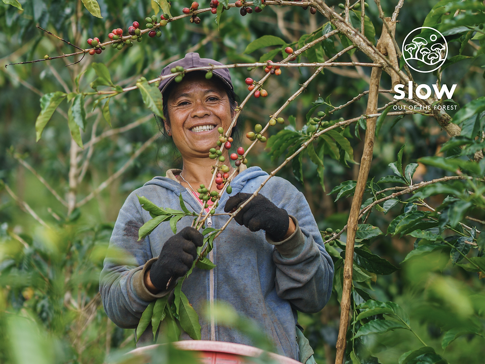 Picking - Mrs Nouphai (Nonluang) .png