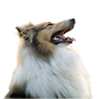 Pet Pals Co (7)_edited.png