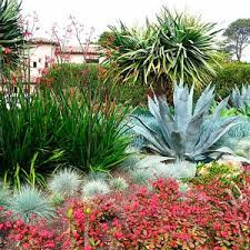 Festuca glauca blue fescueimages.jpg