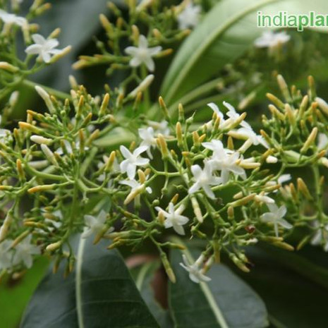 Alstonia fL macrophylla devil treeimg293