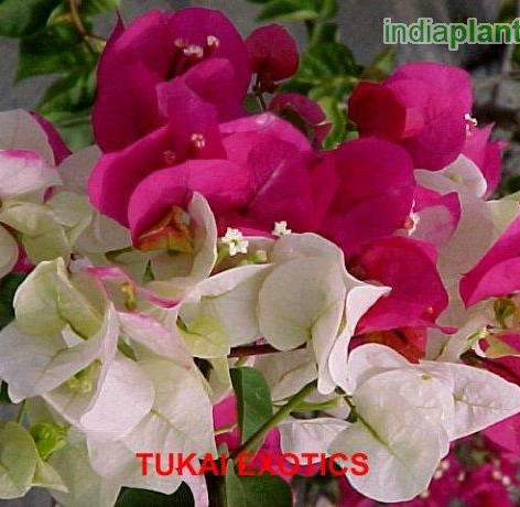 spectabilisimg998_33590210.jpg