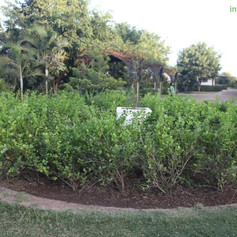 Jasminum sambac madanbanimg1249_33578542