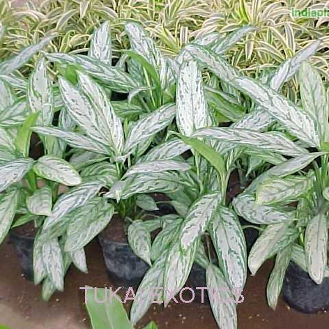 Aglaonema commutatum silver queenimg131_