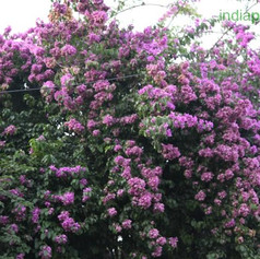 formosa lilacimg1521_33593992.jpg