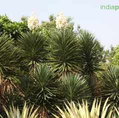 Yucca aloifoliaimg16_33596031.jpg
