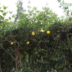Jasminum humile yellowimg3159_33600792.j