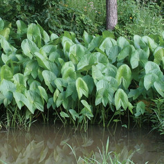 Sagittaria latifoliaSagittaria-lativolia