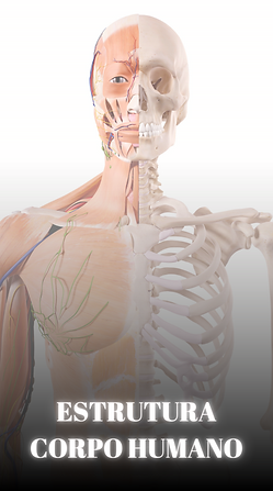 ESTRUTURA CORPO HUMANO.png