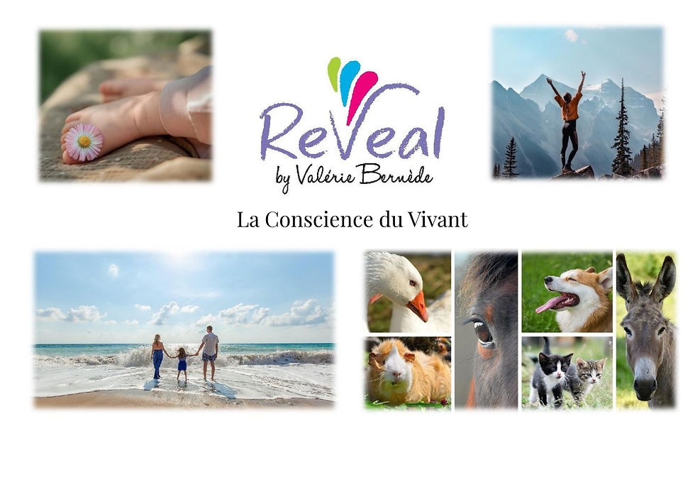 affiche Reveal.jpg