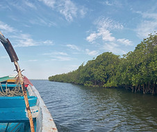 Balade en pirogue dans la mangrove au Sénégal