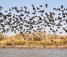 Oiseaux et nature dans le Nord du Sénégal