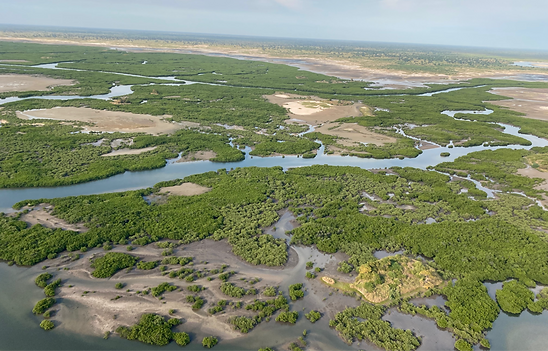 Îles et mangrove du Sine Saloum au Sénégal