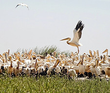 Oiseaux dans le parc national du Djoudj