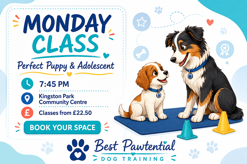 perfect puppy & adolescent class images