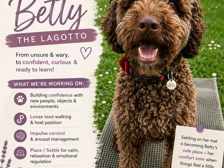 Building Confidence Through Training – Betty the Lagotto 💙
