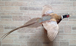 Flying Ringneck Pheasant