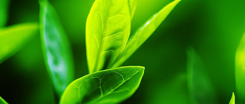 Tree-Leaf-Macro.jpg