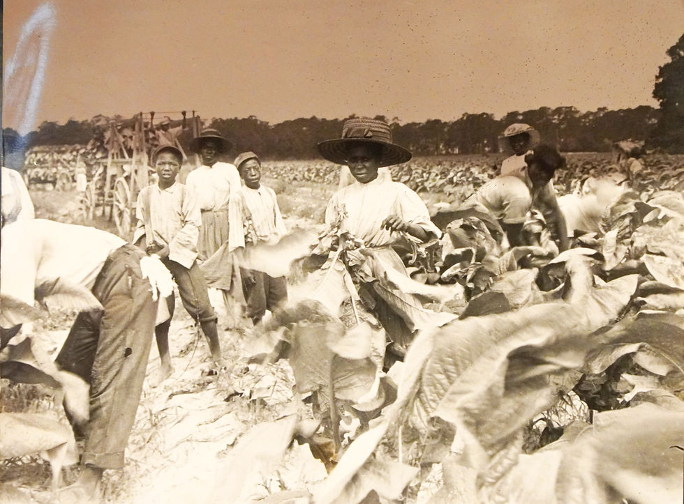 Historic photograph displayed inside the South Carolina Tobacco Museum depicting Black laborers working in the tobacco fields. Images like this, tucked quietly beyond the memorabilia and nostalgia exhibits, reveal the human labor that sustained the region’s tobacco economy.