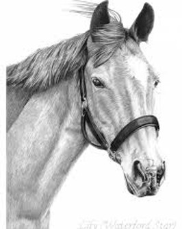 horsesketch 2.jpg