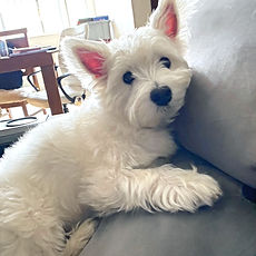 creche pet_rio de janeiro_edited_edited.